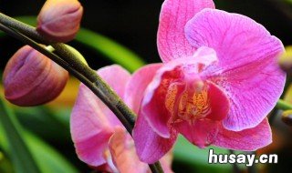 国兰与洋兰的区别 万代兰属于国兰还是洋兰