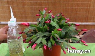 怎么养蟹爪兰 懈瓜兰花怎么养蟹爪兰