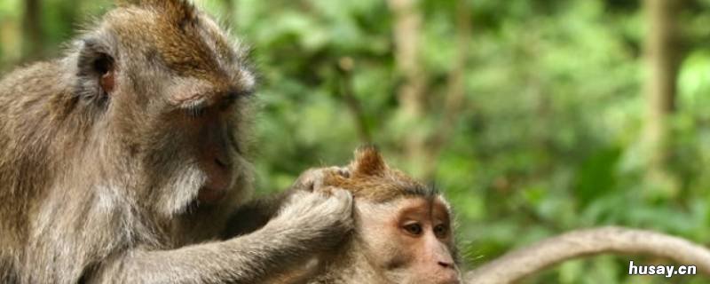 猴子智商相当人类几岁 猴子智商相当人类几岁知乎