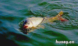 钓鱼在春天什么天气容易钓大鱼 春天什么天气钓鱼最好上钓