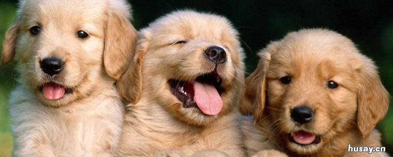 立在门外打一动物 窗前门外打一动物