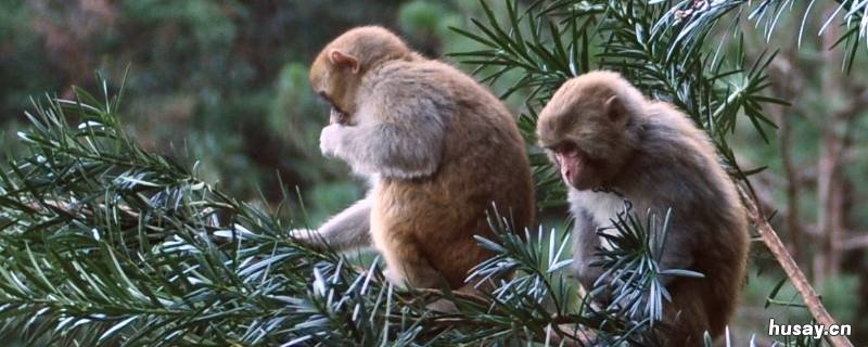 占山为王打一个动物 那个动物占山为王