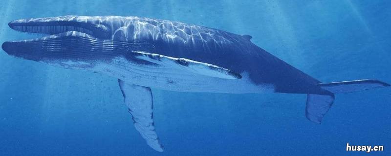 比蓝鲸还大的生物 比蓝鲸还大的生物尼斯湖水怪