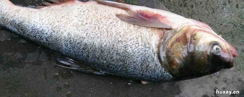 下雨鱼为什么会浮出水面 下雨鱼为什么会浮出水面来