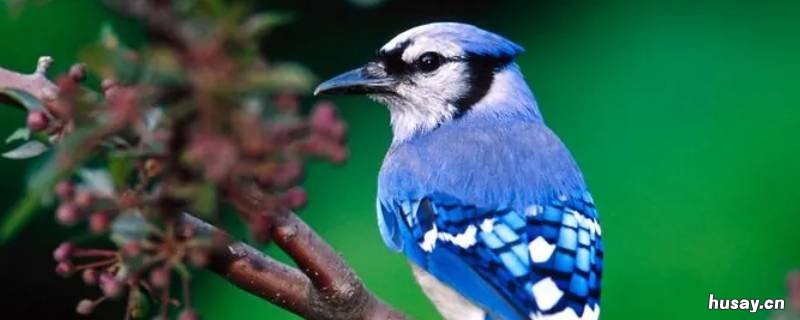 布谷鸟的另外一个名字是什么 布谷鸟的名字从何而来