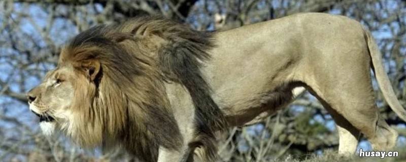 百兽之王狮子的习性 狮子为何是百兽之王