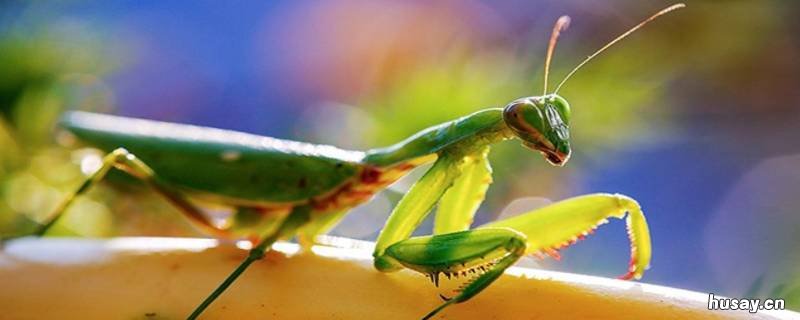 螳螂吃猪肉吗 螳螂吃不吃生肉