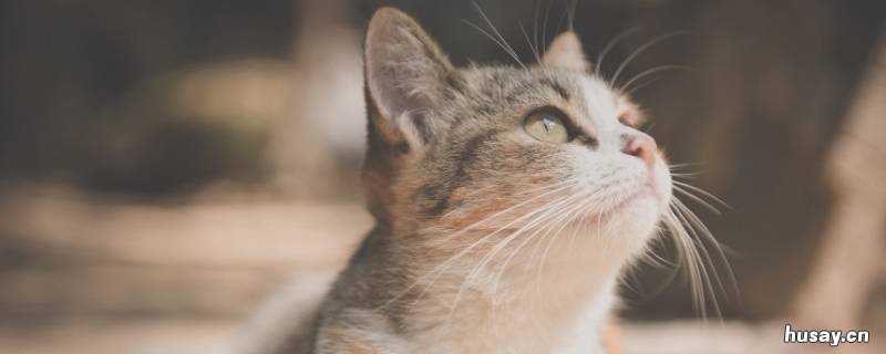 什么鼠比猫大 什么鼠比猫大大