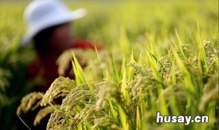 我国南方和北方主要种植的粮食作物分别是什么 北方地区和南方地区的粮食作物