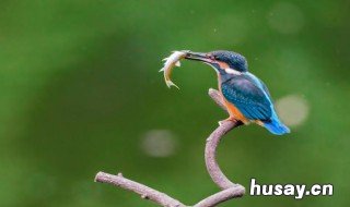 翠绿鸟爱吃什么 翠鸟爱吃什么东西