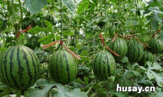 西瓜籽怎样培育成苗 西瓜籽种植教程