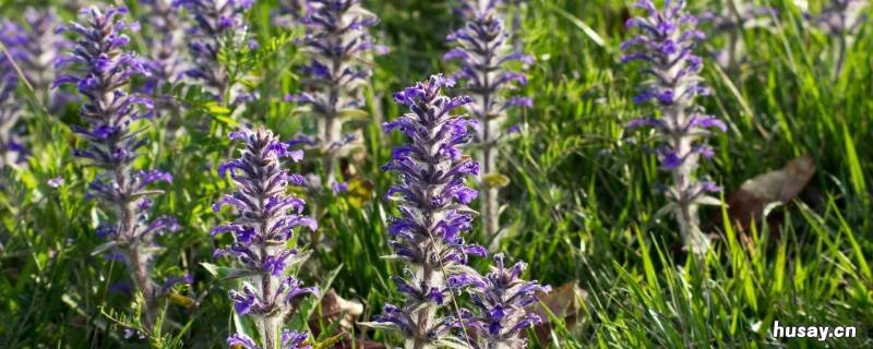 九重楼是什么意思 九重楼与重楼