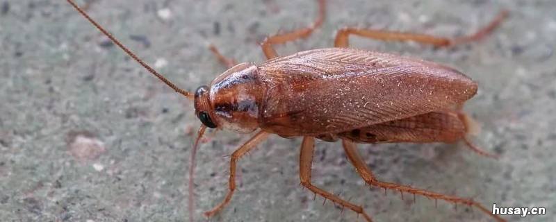 厨房晚上有很多蟑螂怎么办 厨房每天晚上出现很多蟑螂什么原因