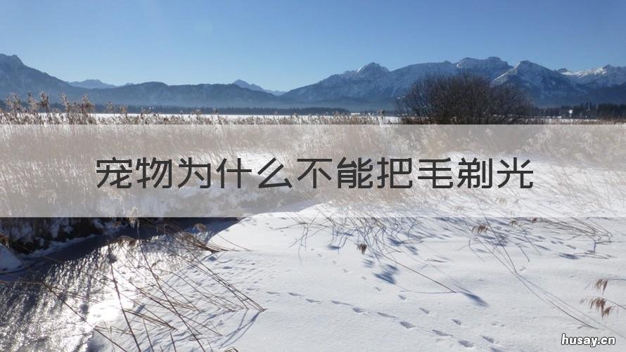 宠物为什么不能把毛剃光 宠物剃光毛后注意