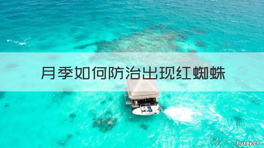 月季如何防治出现红蜘蛛 怎样防治红蜘蛛 月季