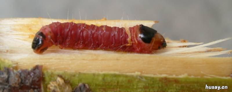 红色木蠹蛾幼虫有毒吗 木蠹蛾有没有毒