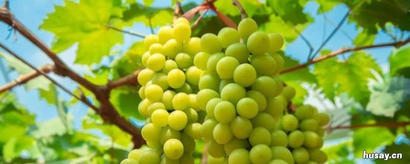 阳光玫瑰要剥皮吗 阳光玫瑰葡萄有核吗?皮容易剥掉吗?