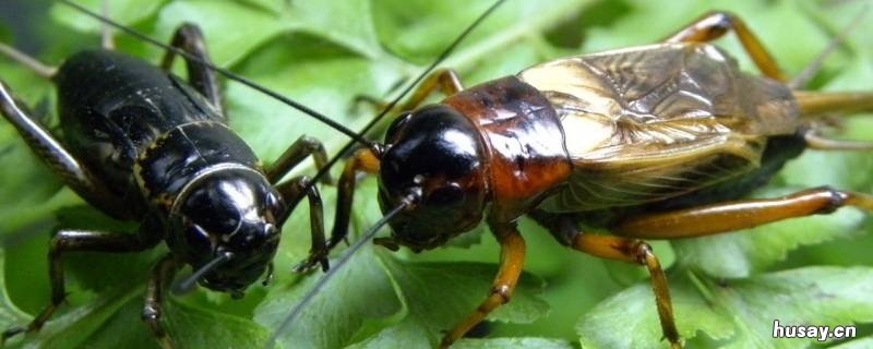 驱赶蛐蛐什么方法有效 驱赶蛐蛐什么方法有效最好