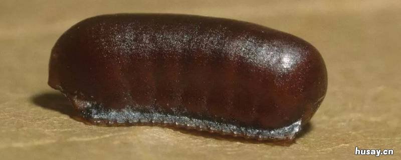 蟑螂的卵鞘是什么样 蟑螂卵鞘怎么形成的