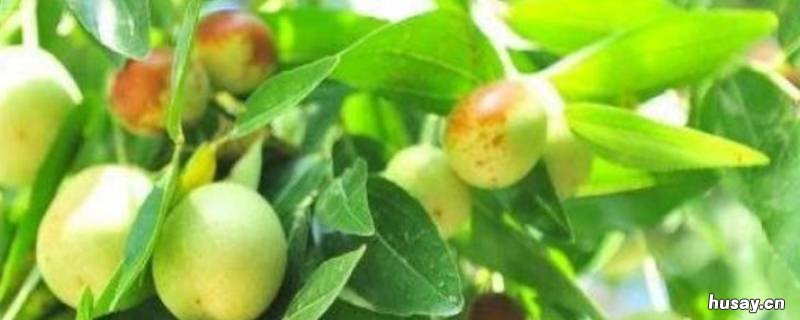 枣子里面有白色虫是蛆吗 枣子里面生蛆