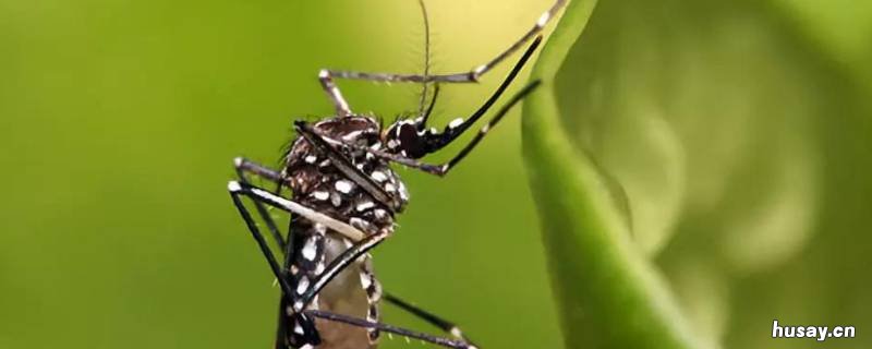 蚊子从哪里生长出来的 蚊子从哪里生长出来的视频