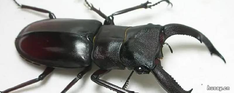 锹形虫吃什么 锹形虫吃什么植物叶子