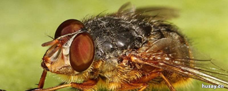 苍蝇是害虫吗 苍蝇属于害虫吗?