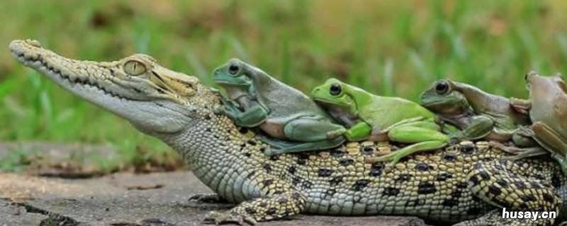 鳄鱼是淡水还是海水 鳄鱼生活在淡水还是海水