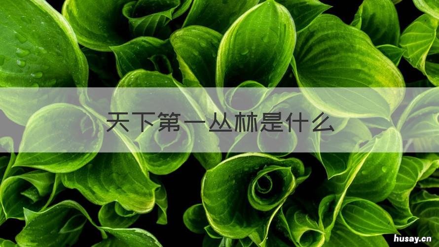 天下第一丛林是什么