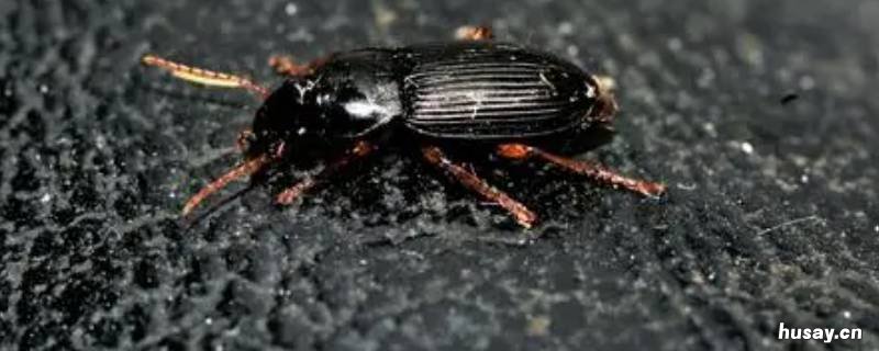 中华婪步甲有毒吗 中华婪步甲对人体危害