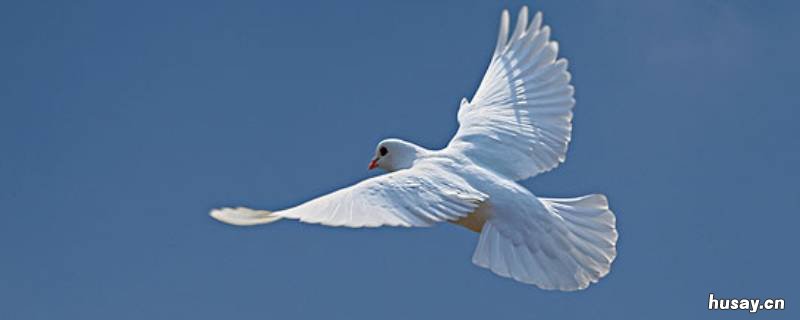 鸽子腿上有编号是什么意思 鸽子腿上有编号是什么意思 0014721