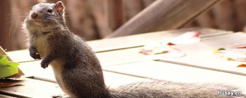 松鼠属于什么科类 松鼠属于什么科动物?