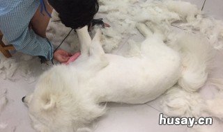 如何剃狗毛 狗怎样剃毛