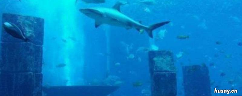 亚特兰蒂斯和鲸鱼的叫声有什么关系 鲸鱼的叫声是亚特兰蒂斯吗