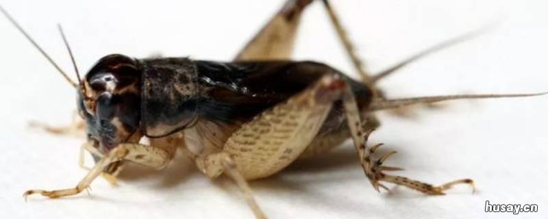 抓回来的蟋蟀为什么不叫 蟋蟀怎么不叫了