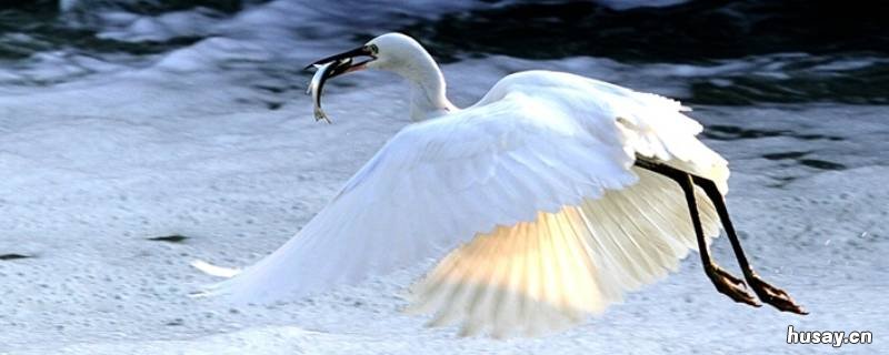 白鹭鸟是保护动物吗 白鹭鸟是保护动物吗图片