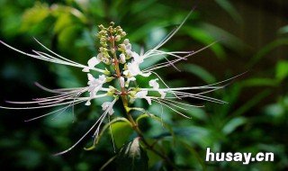 猫须草的养殖方法和注意事项 猫须草怎么繁殖