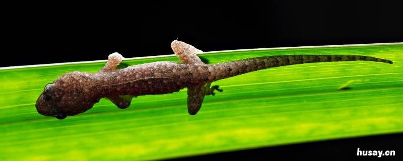 壁虎生蛋吗 壁虎会不会生蛋