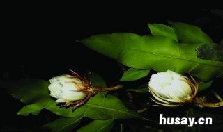 昙花怎么修剪 昙花怎么修剪枝条