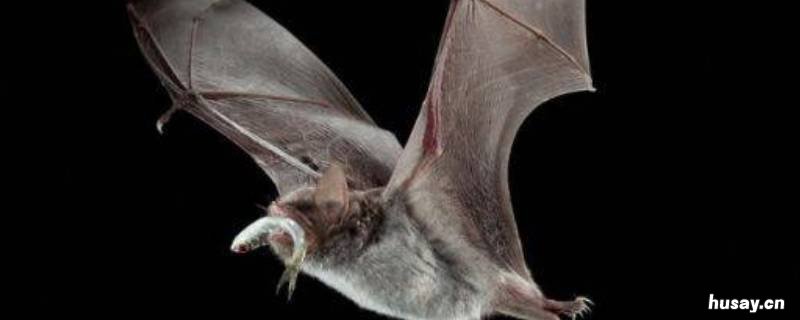 蝙蝠是兽类还是鸟类兽 蝙蝠是鸟类还是兽类?为什么?