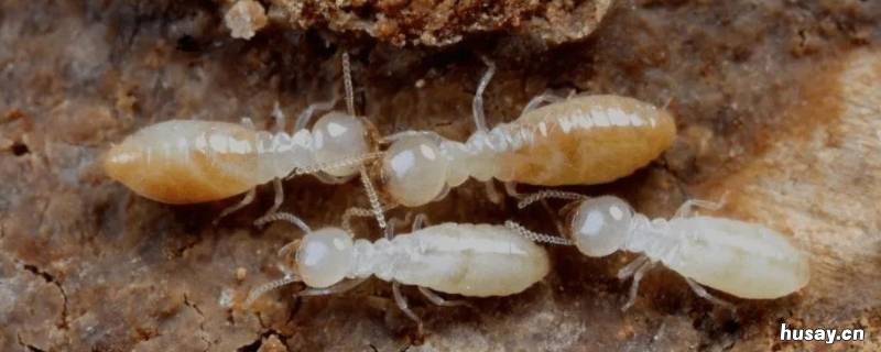 灭害灵能杀死蚂蚁吗 灭害灵能杀死蚂蚁吗?