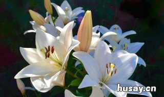 哪些花卉会对人体造成不良反应 室内花卉对人体的体的影响