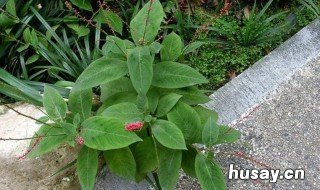 金线草的养殖方法和注意事项 金线草的养殖方法和注意事项视频