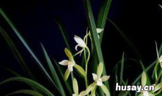 兰花喜欢水和阳光吗 兰花喜欢水还是不喜欢水