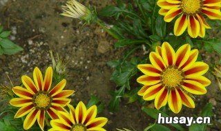 勋章菊的养殖方法和注意事项 勋章菊用什么土栽培