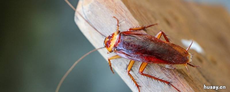 蟑螂繁殖方式 蟑螂是怎样繁殖