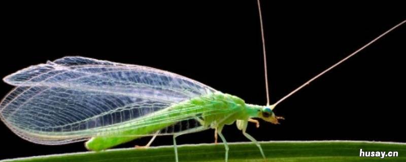 青绿色的小飞虫是什么虫 青绿色的小飞虫是什么虫蓝色的血
