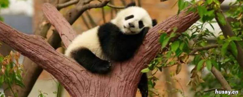 可以养熊猫吗 可以养熊猫吗英语