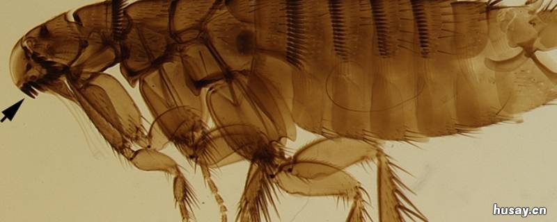 怎么判断家里有跳蚤 怎么判断家里是不是有跳蚤