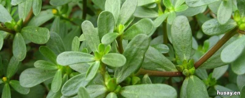 马齿苋的俗称是什么 马齿苋的意思是什么